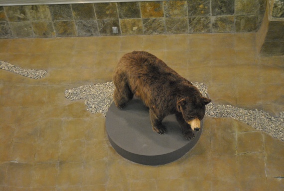 Медведи на Аляске - самые большие в мире