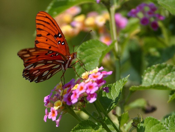 Притча о бабочке-однодневке